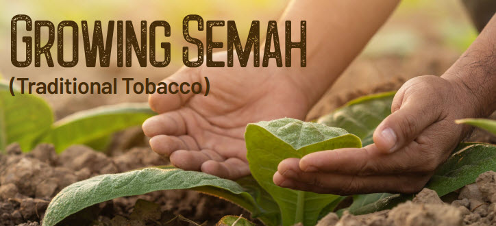 growing semah