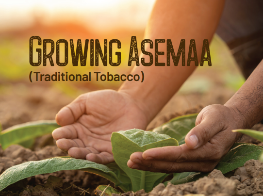 Growing Asemaa