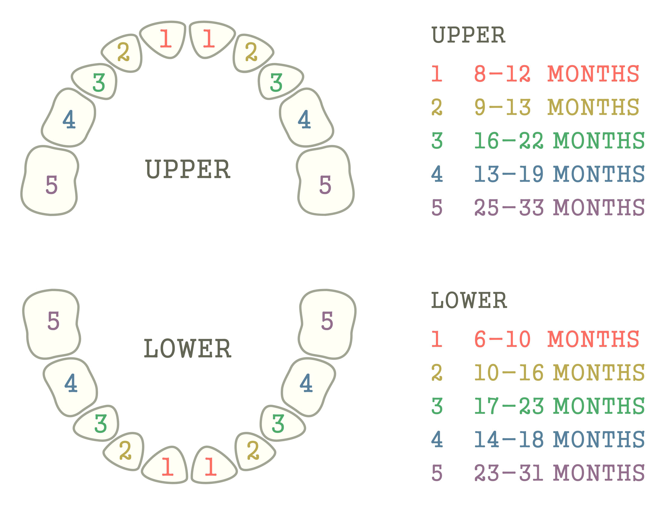 Chart showing dates that baby teeth come in