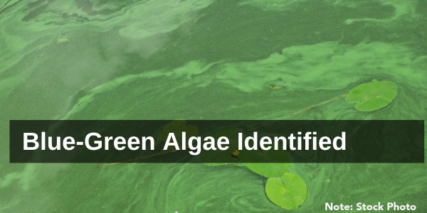 Blue Green Algae floating on water