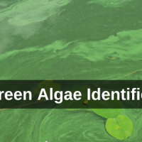 blue-green algae in water