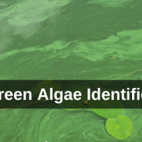 Blue Green Algae floating on water